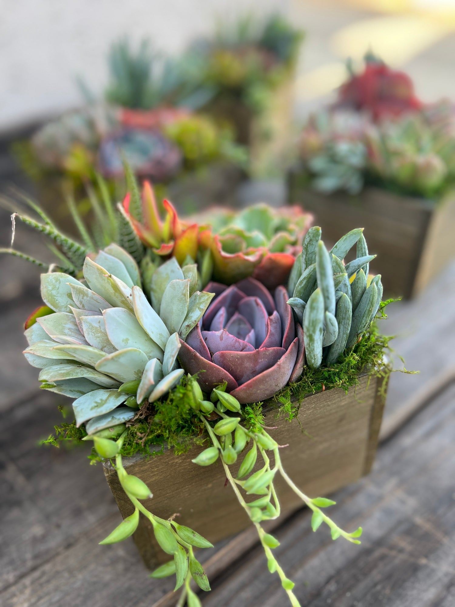 LIVE SUCCULENT GIFTS