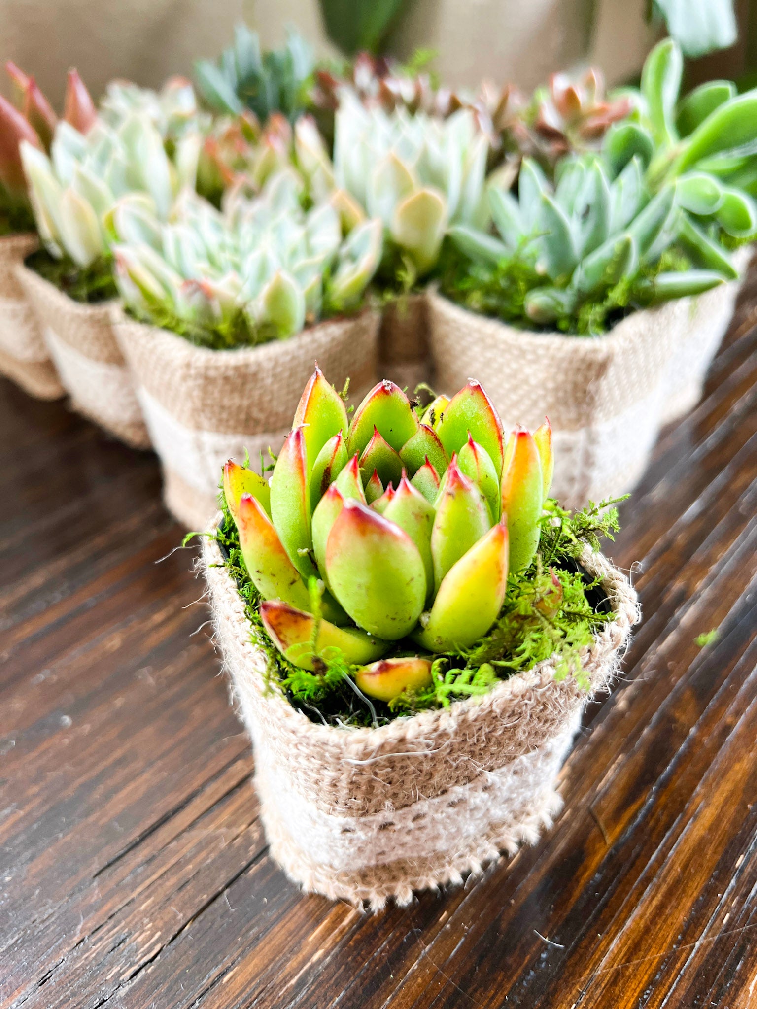 burlap wrapped succulents Succulent Wedding Favors with Plant Pun Love Tags, Plant Favors with B – Succulents & Plant Gifts by Sorella Minchella