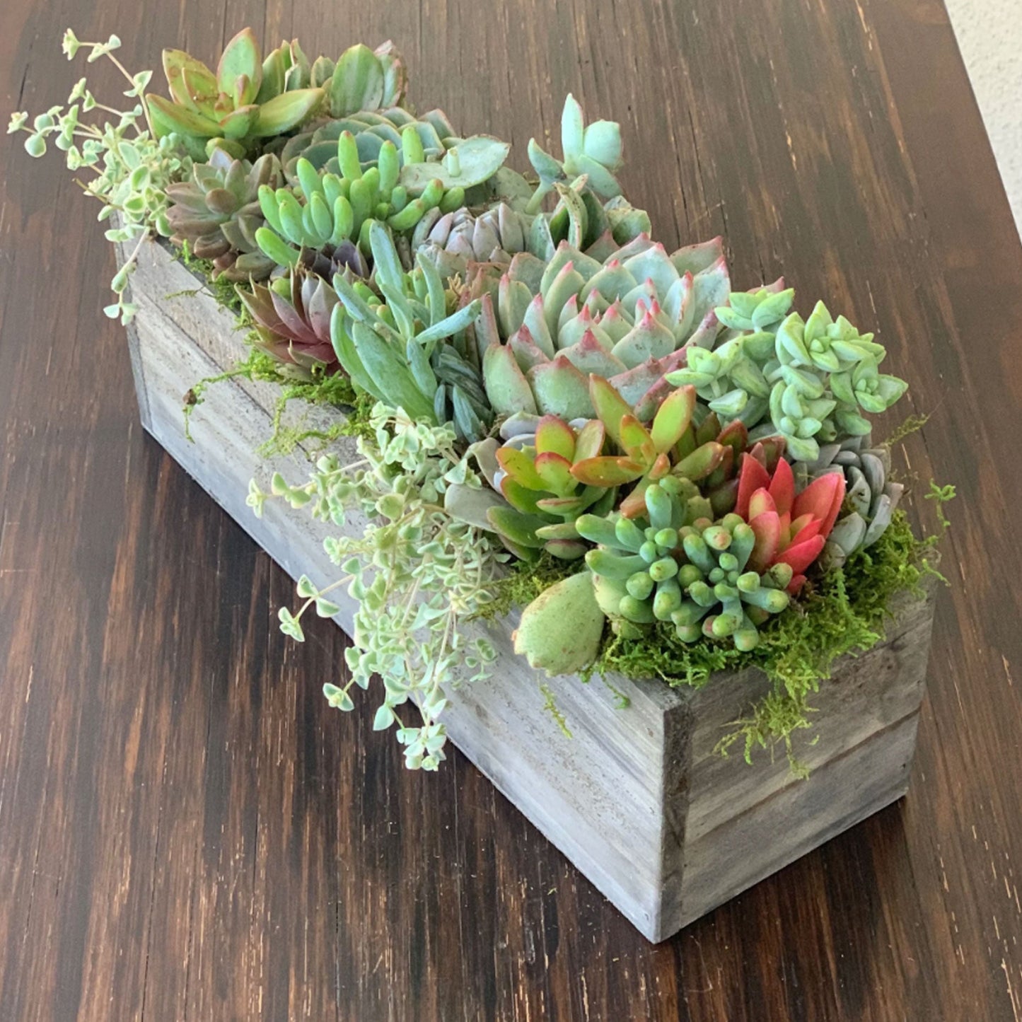 12 inch succulent planter 12" Wooden Planter with Colorful Succulents + Funny Mist Spray Bottle