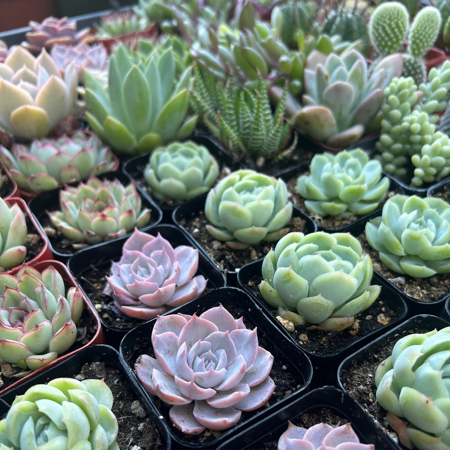 Succulent or Cactus, Individual plants, 2 inch size [M2]