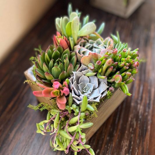 Kit Medium Succulent Box Arrangement for TikTok LIVE Mini Class