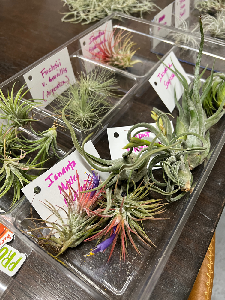 Tillandsia Air Plant + Shell Gift Set