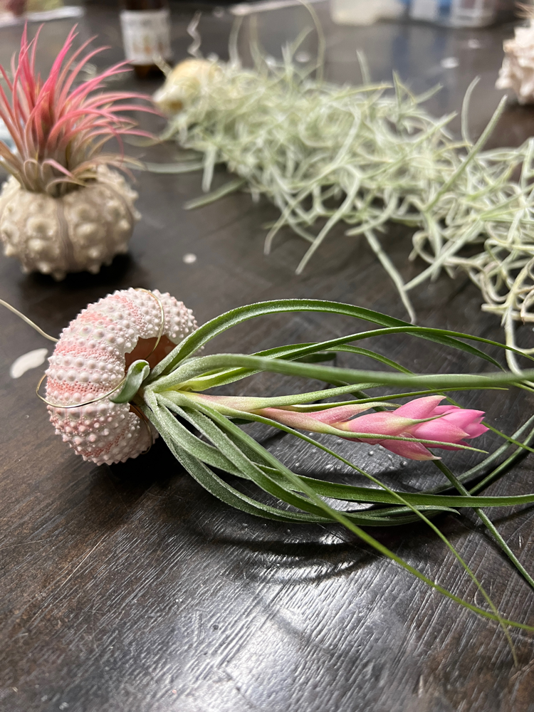 Tillandsia Air Plant + Shell Gift Set