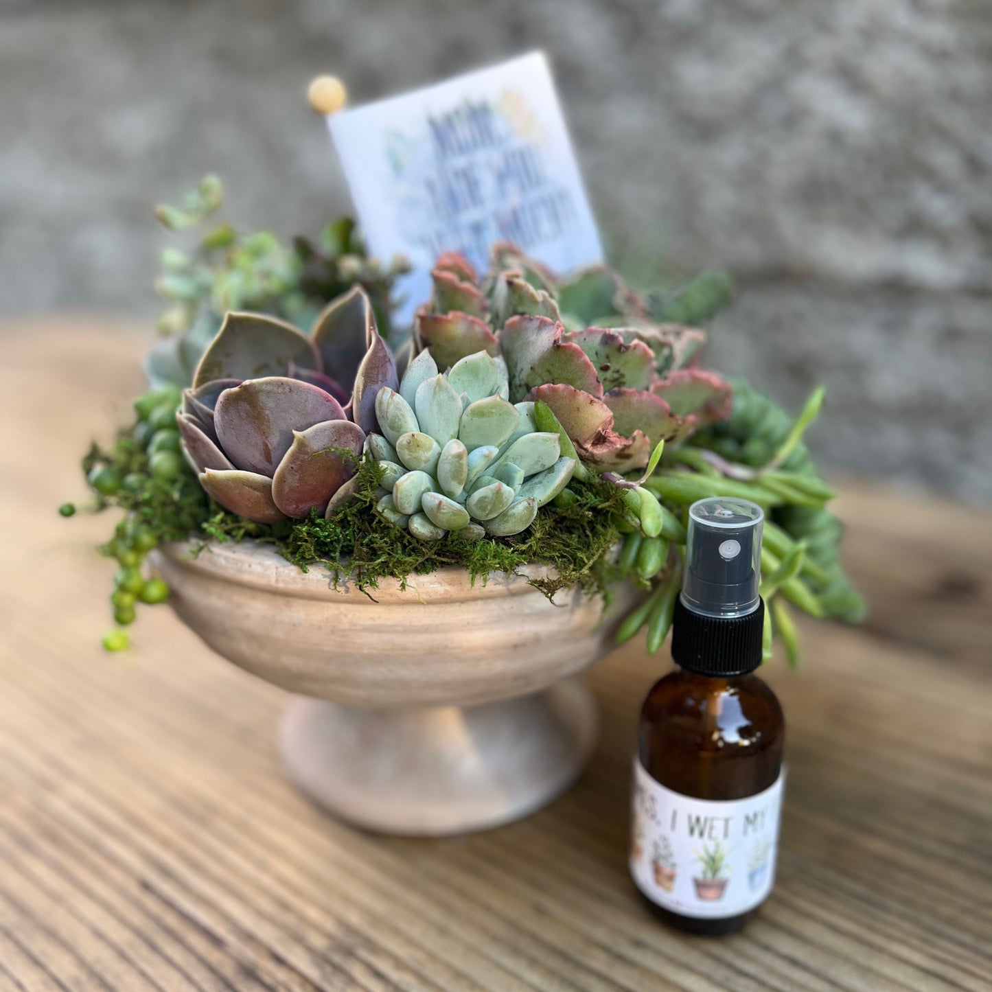 Bird Bath Succulent Arrangement [M2]