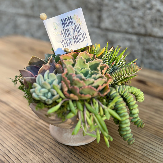 Succulent arrangement in ceramic birdbath