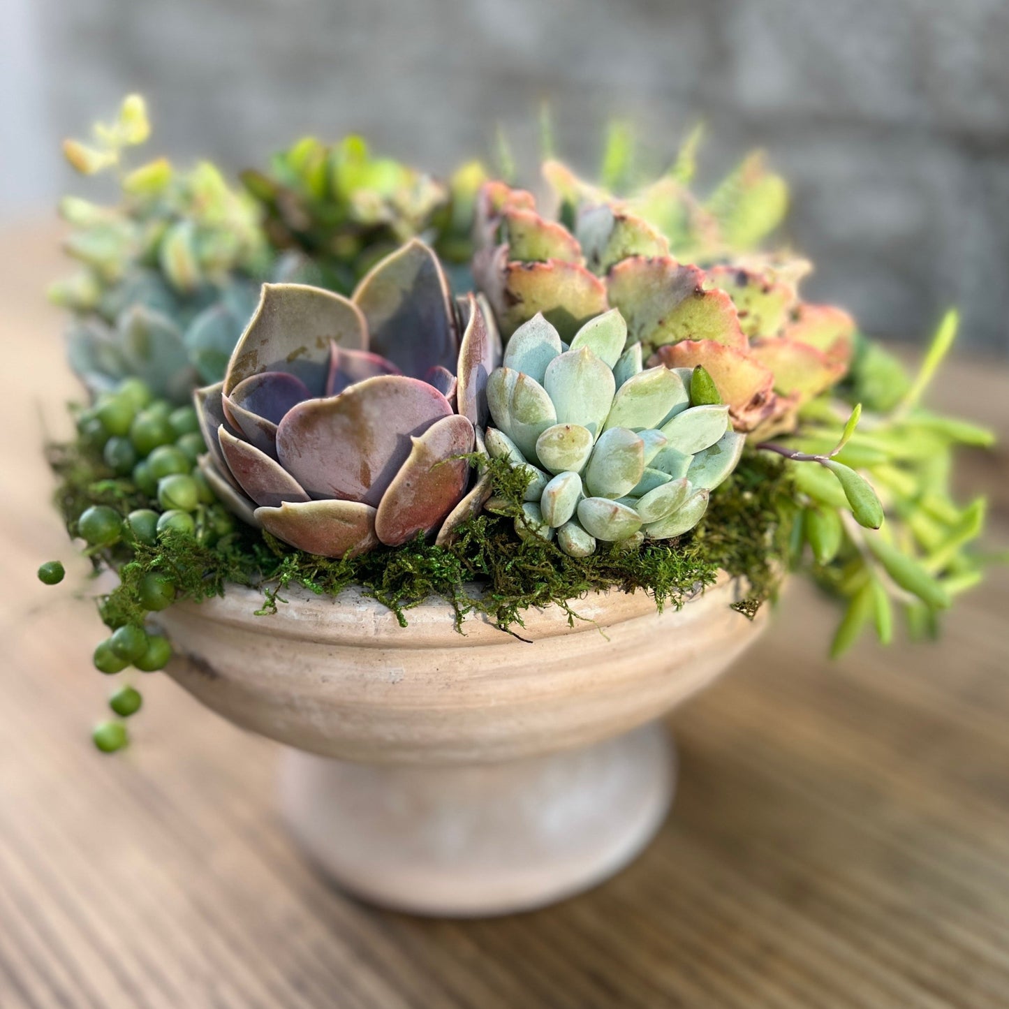 Succulent Arrangement in a ceramic bird bath