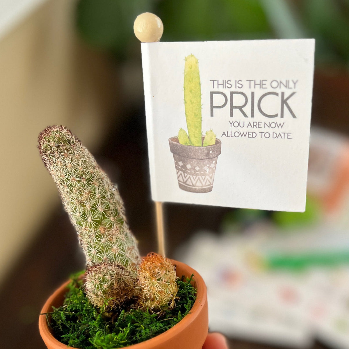 Breakup Gift Snarky Cactus Prick Pun Divorce Care Package