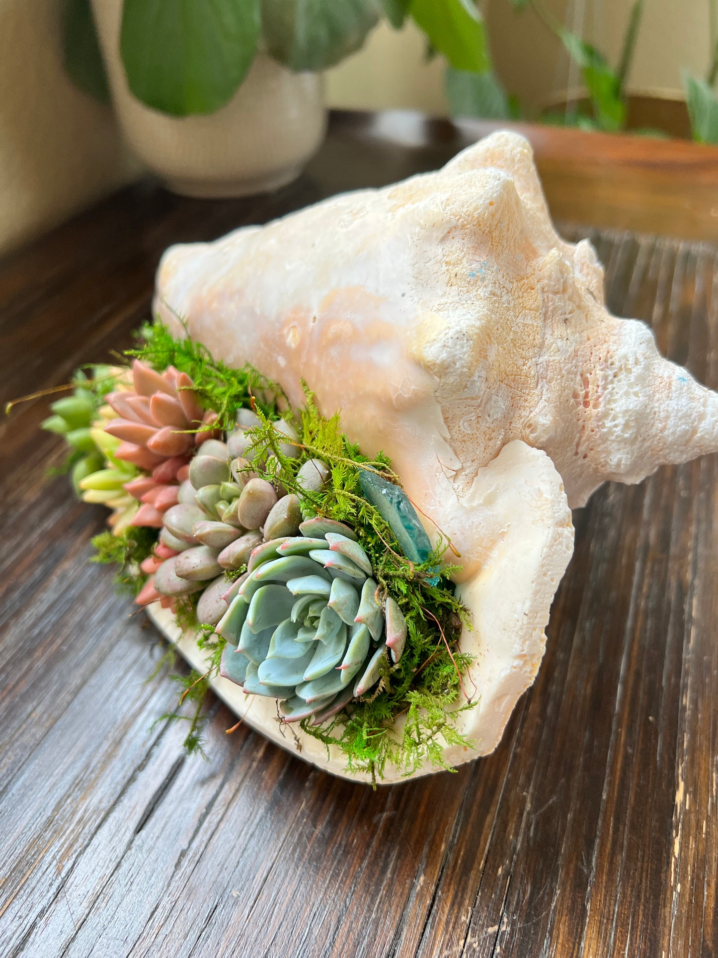 Succulent Conch Shell Arrangement