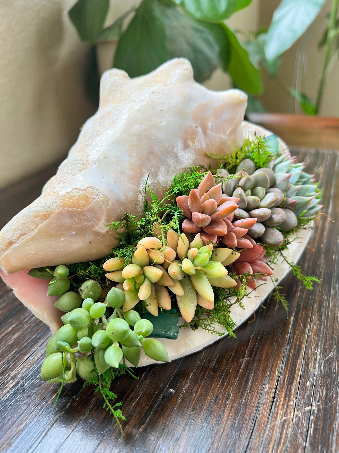 Succulent Conch Shell Arrangement