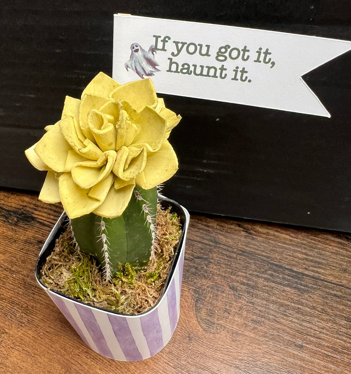 Cutie Cactus for Halloween [M2]
