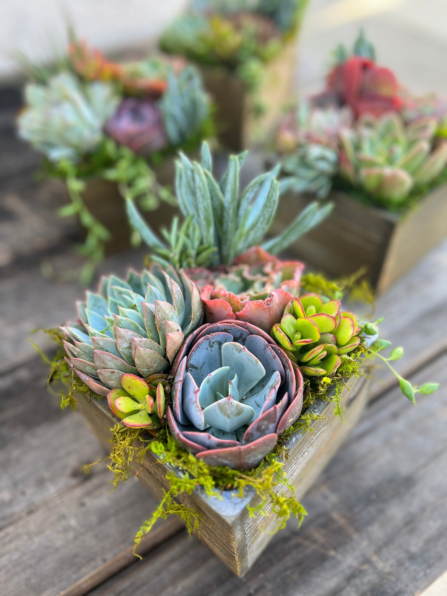 Kit Medium Succulent Box Arrangement for TikTok LIVE Mini Class