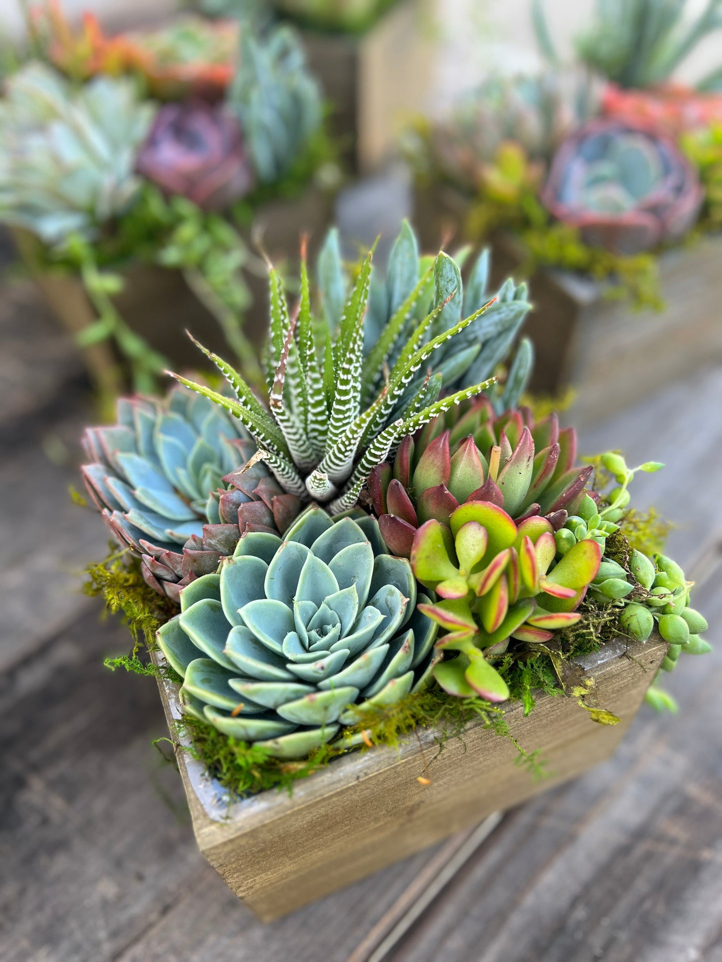 Succulent Gift Arrangement with Funny Tag, 6 inch wood box [S2]