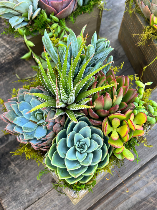 Succulent Gift Arrangement with Funny Tag, 6 inch wood box [S2]