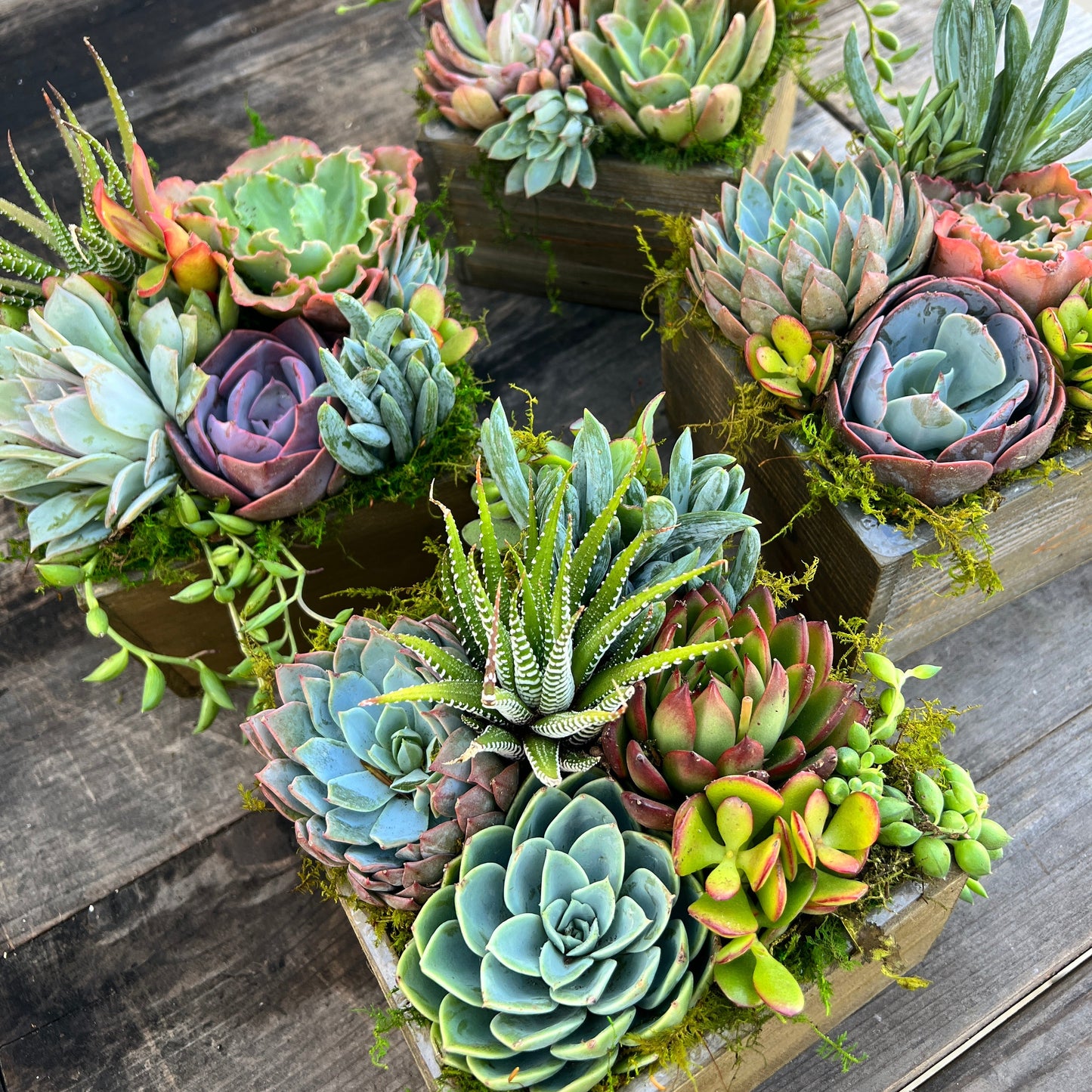 Succulent Gift Arrangement with Funny Tag, 6 inch wood box [S2]