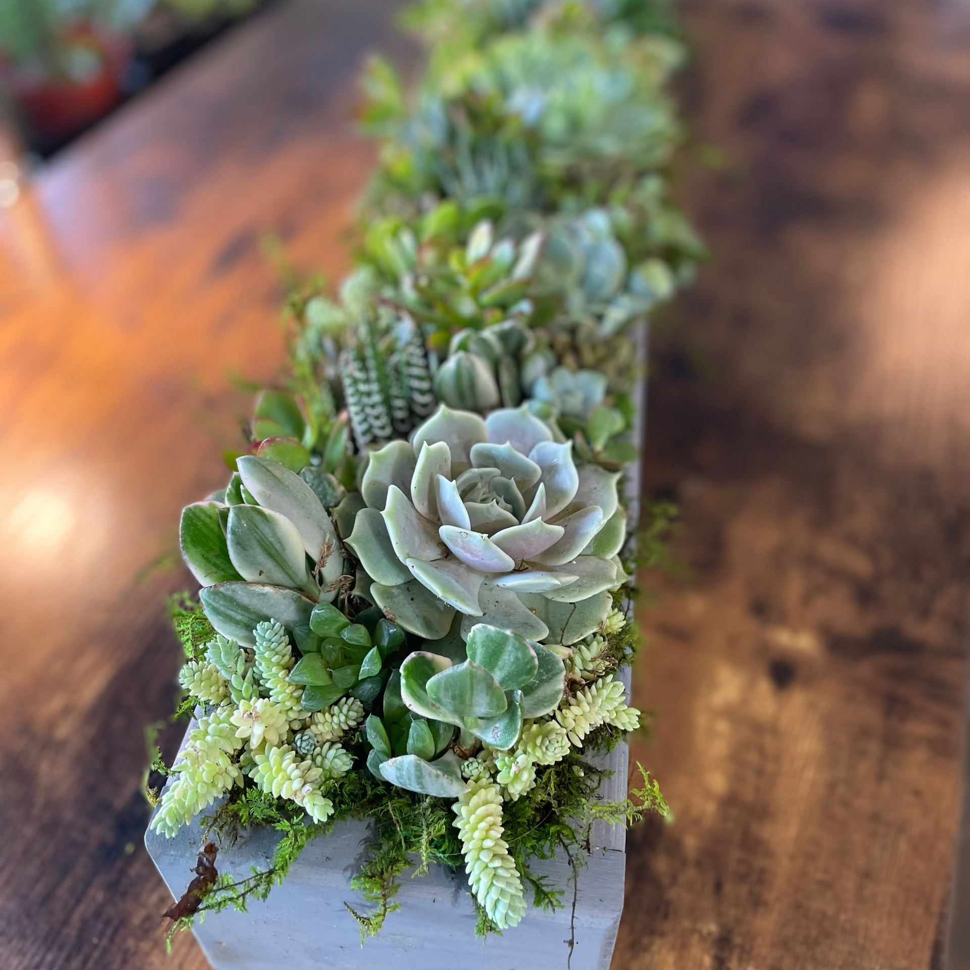 Long Custom Wood Box Succulent Arrangement, Low Profile Centerpiece [S –  Succulents & Plant Gifts by Sorella Minchella