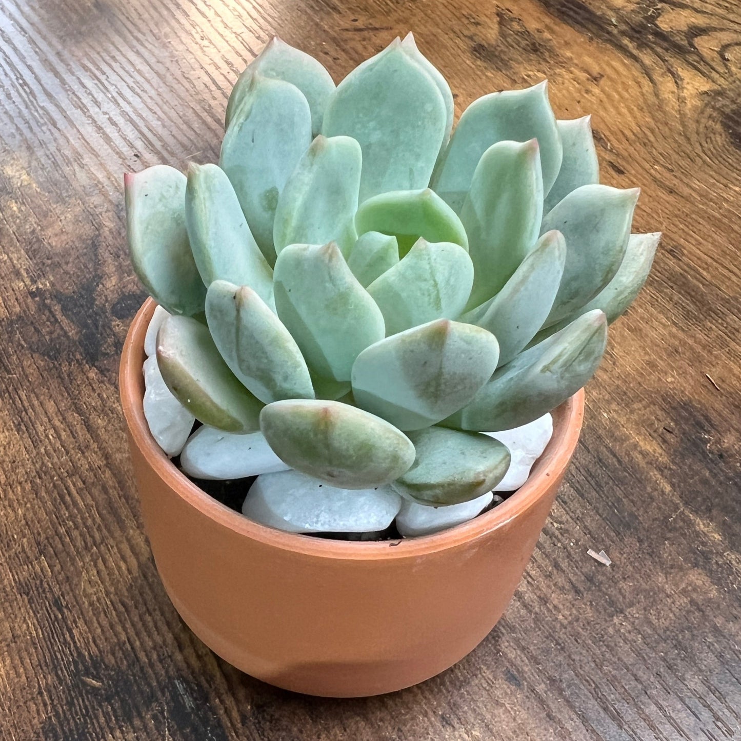 Terracotta Succulent, Single 2 inch Plant with stones