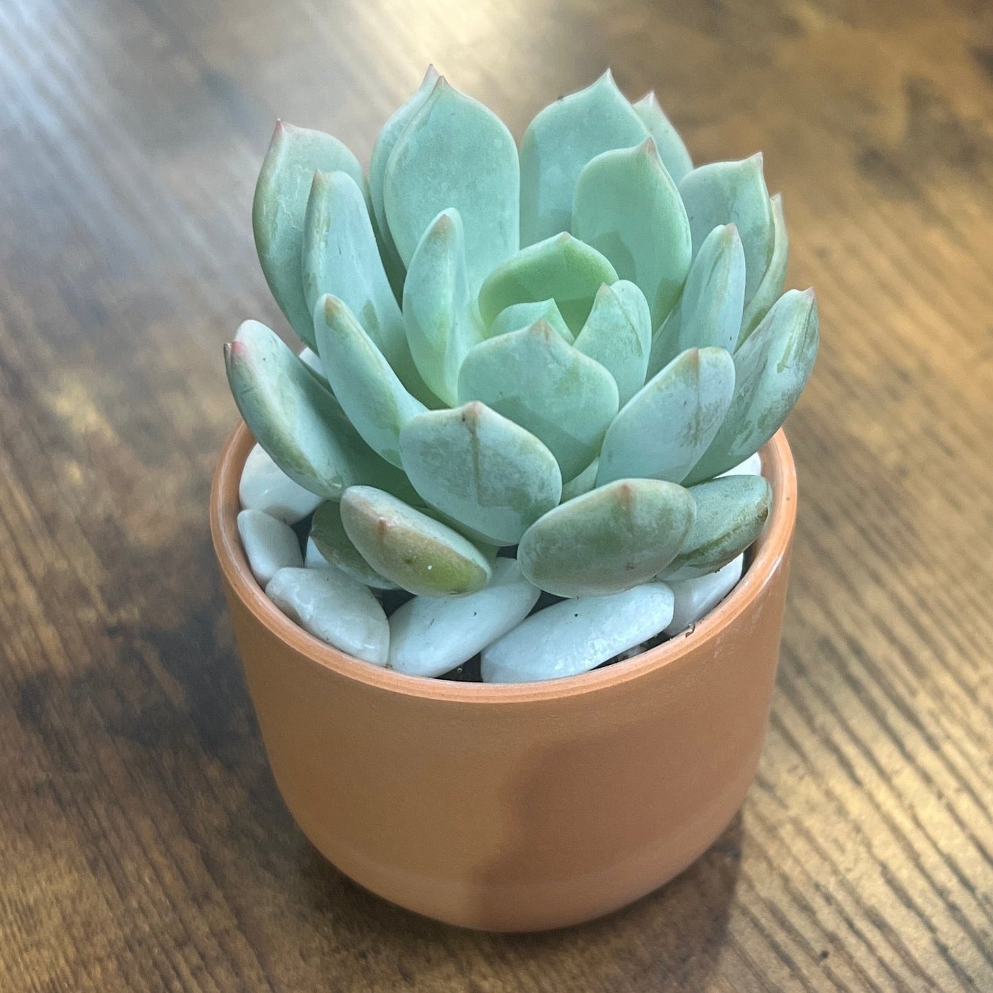 Terracotta Succulent, Single 2 inch Plant with stones