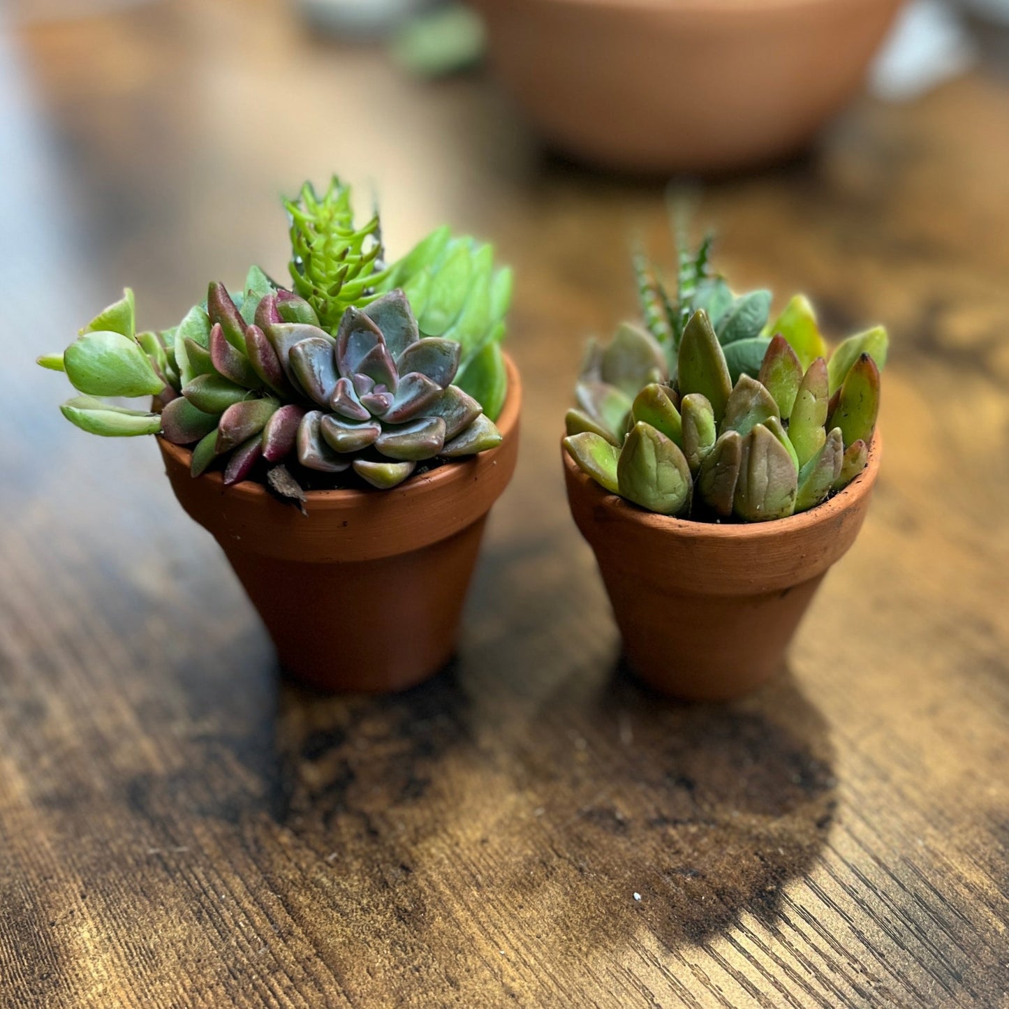 Tiny Succulent Salad