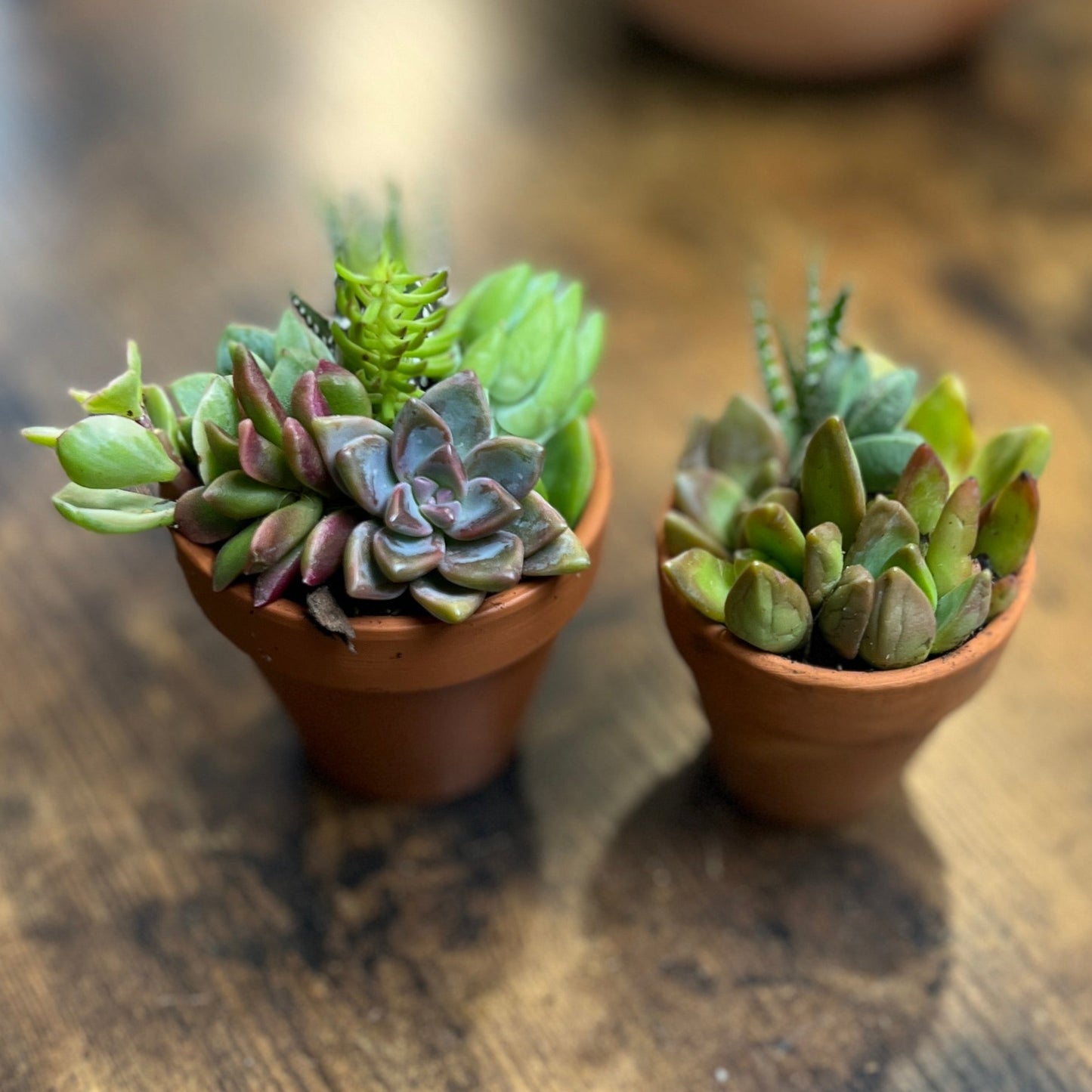 Tiny Succulent Salad