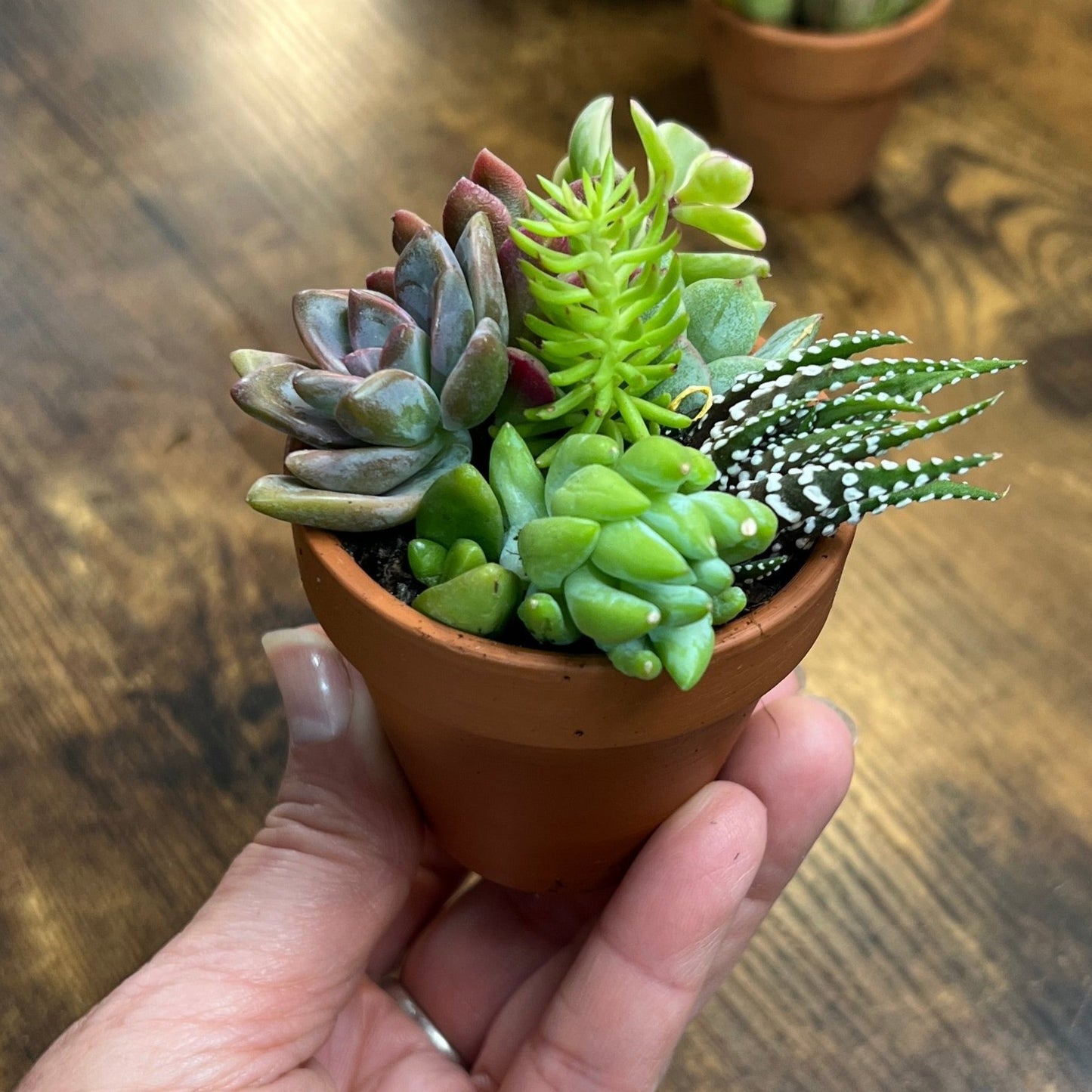 Tiny Succulent Salad