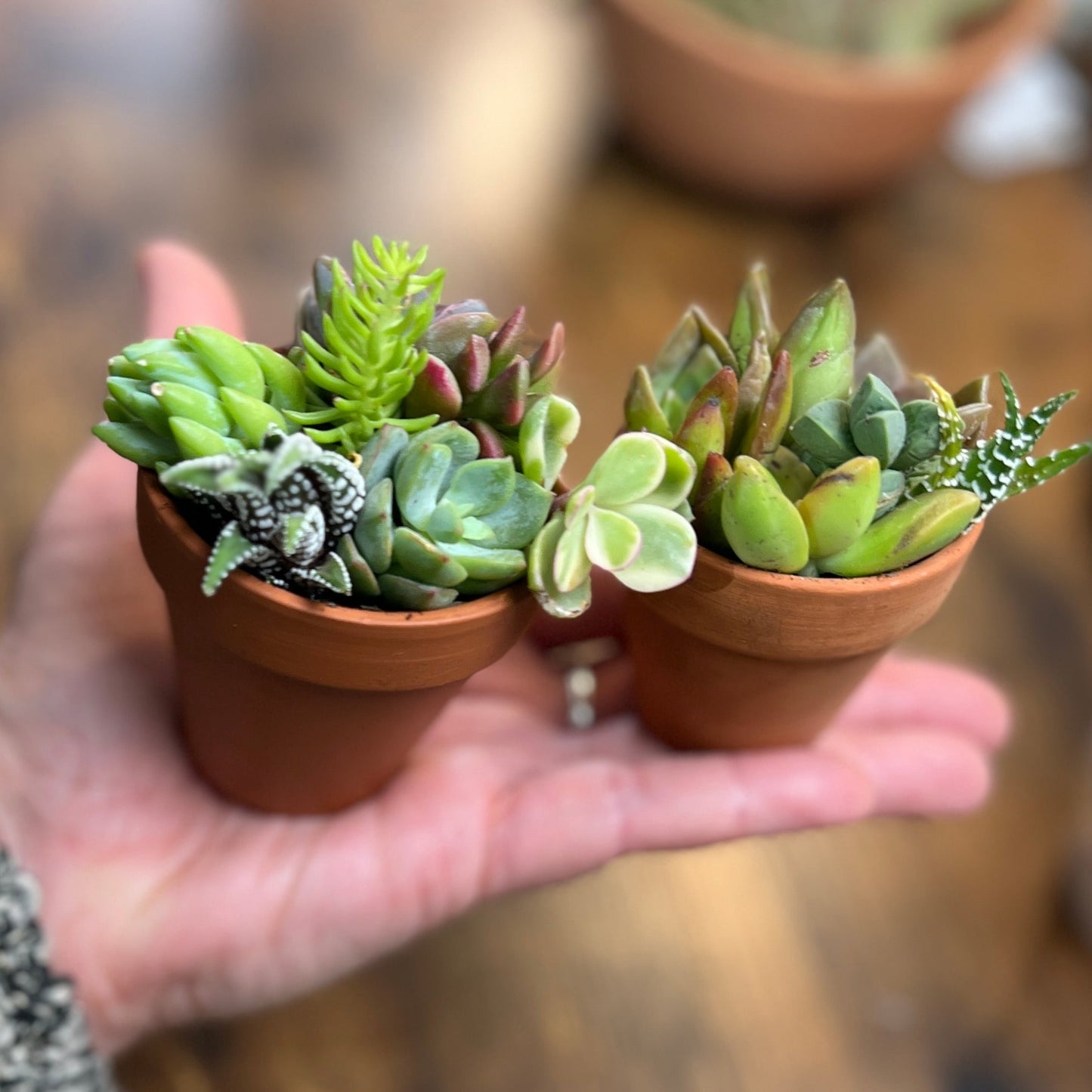 Tiny Succulent Salad