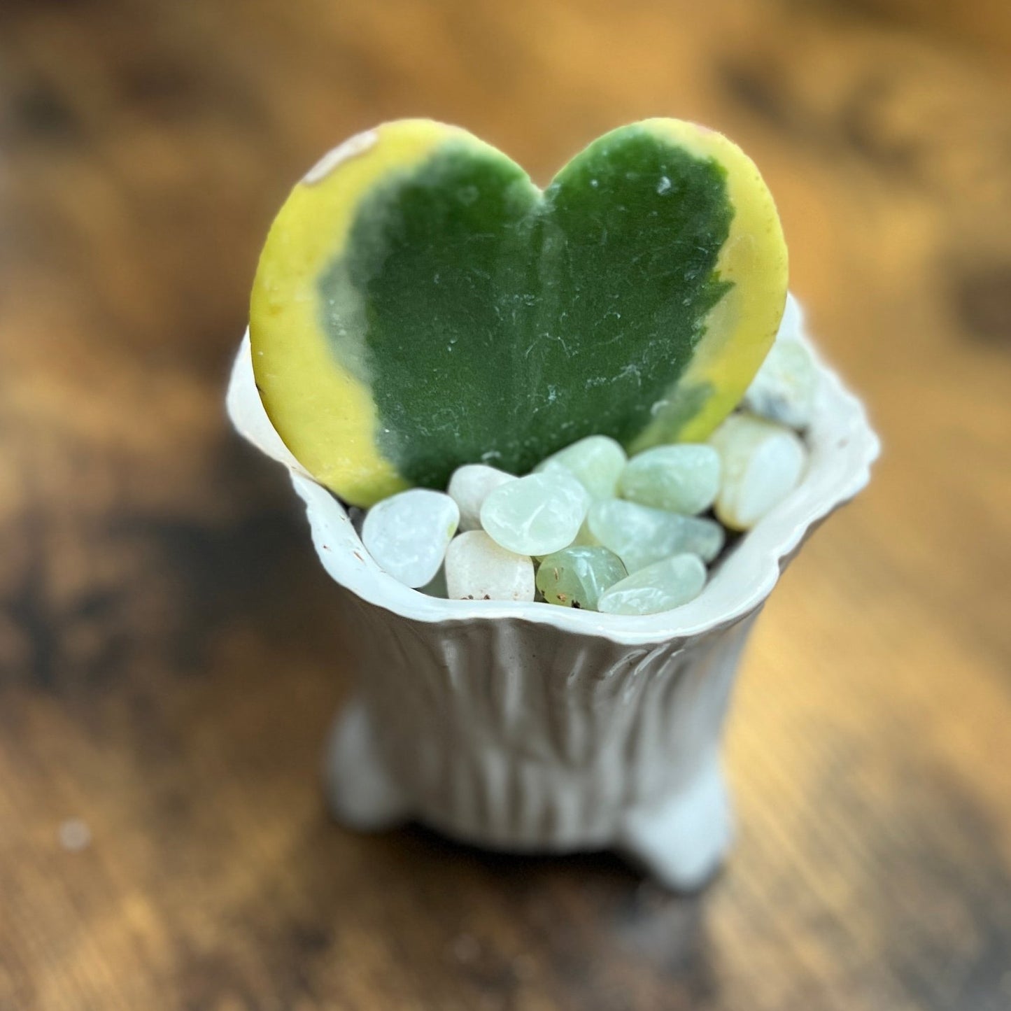 Lucky Hoya Heart in Ceramic Stump