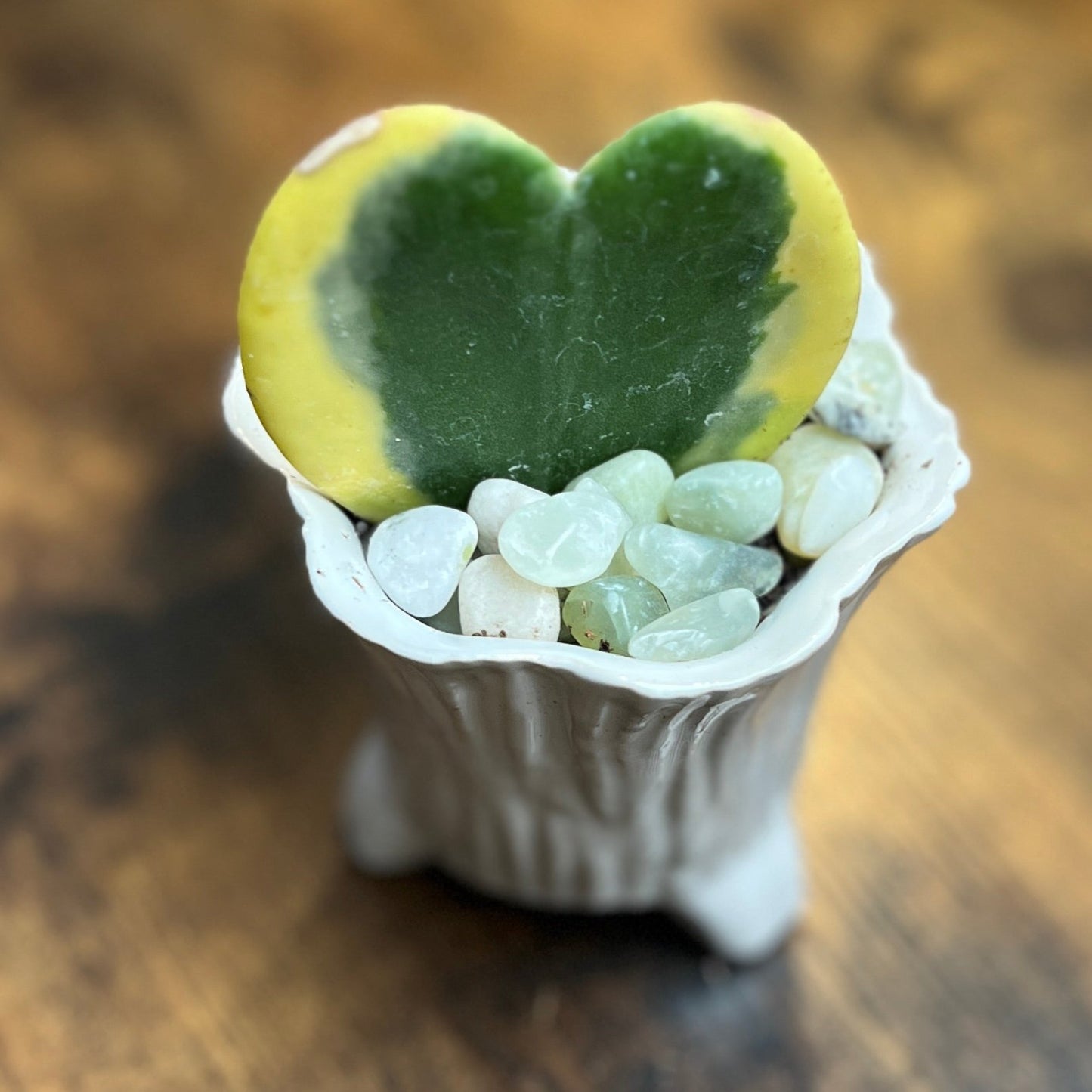 Lucky Hoya Heart in Ceramic Stump