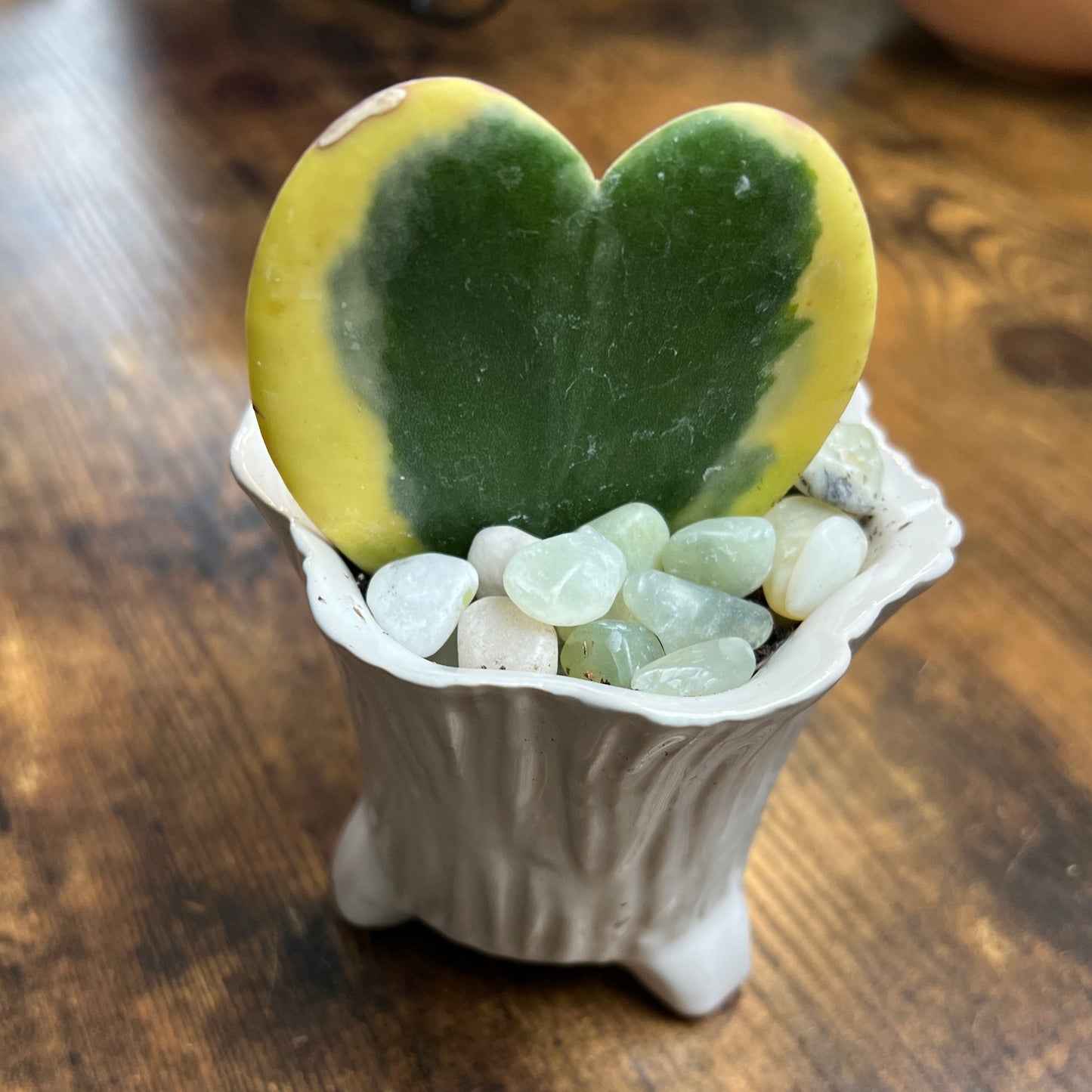 Lucky Hoya Heart in Ceramic Stump