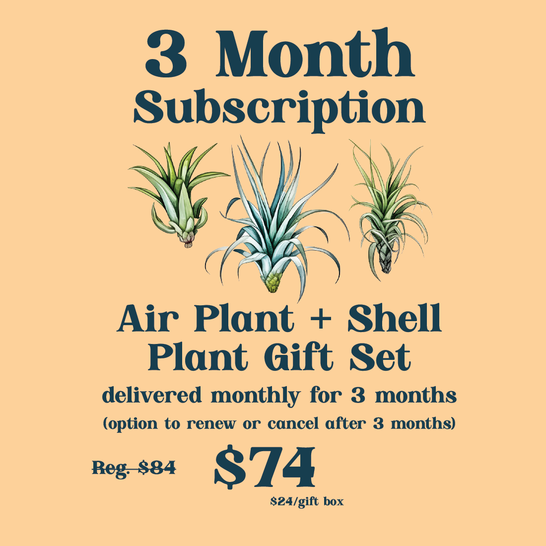Tillandsia Air Plant + Shell Gift Set