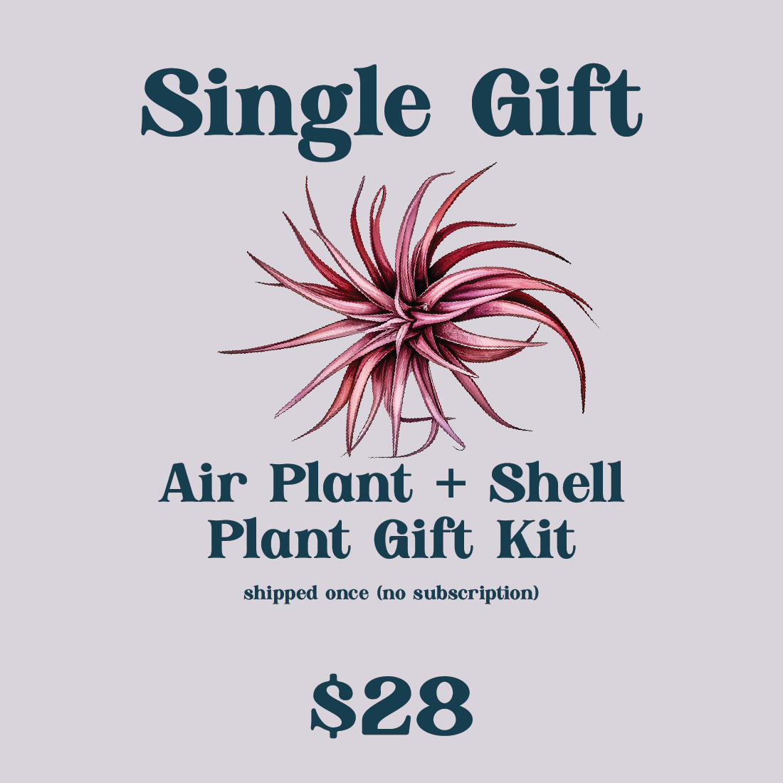 Tillandsia Air Plant + Shell Gift Set