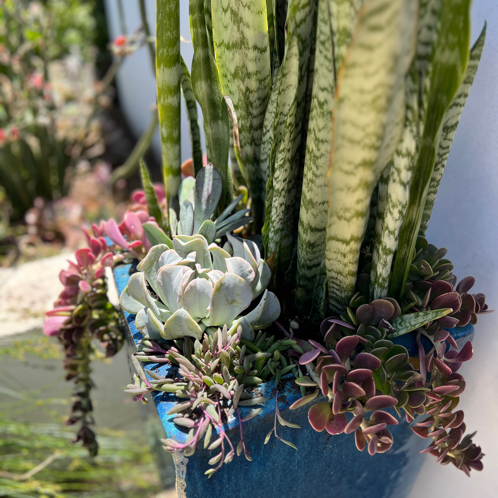 Landscape Services, Monthly Potted Landscape Maintenance