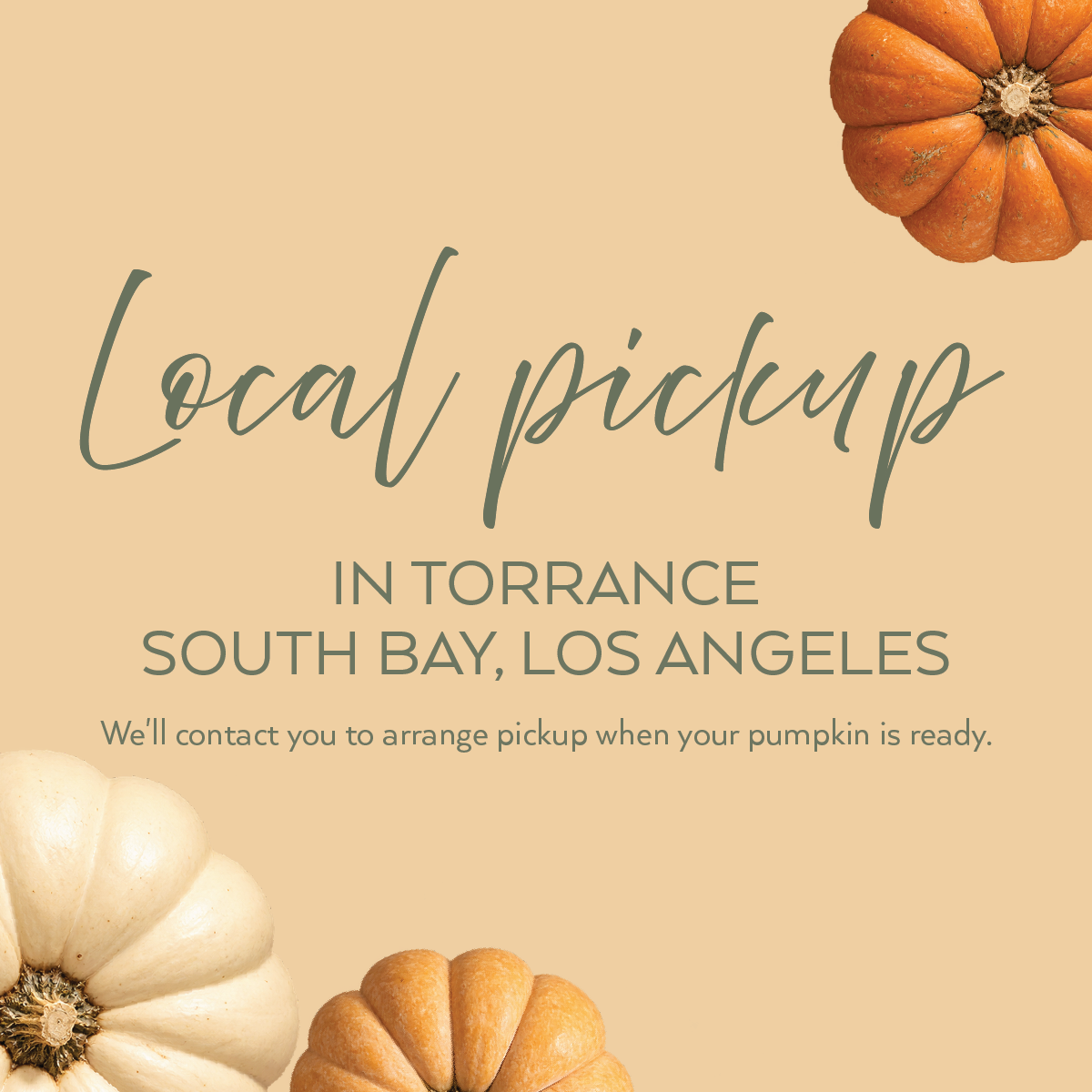 Real Succulent Pumpkin Arrangement Fall Centerpiece