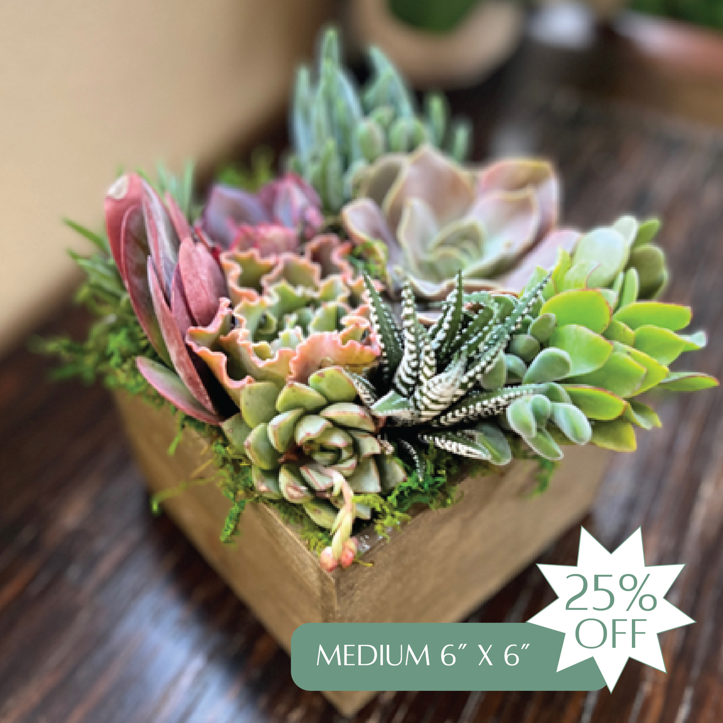 Succulent Arrangement Gift Card | Up to 50% Off Holiday Pre-Order Gifts