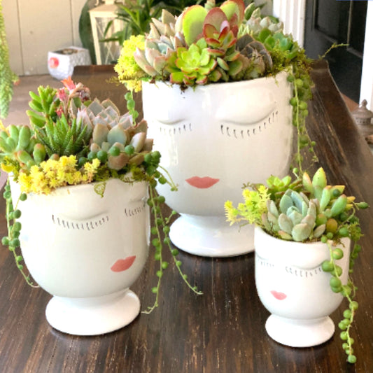 You Grow Girl Succulent Arrangement