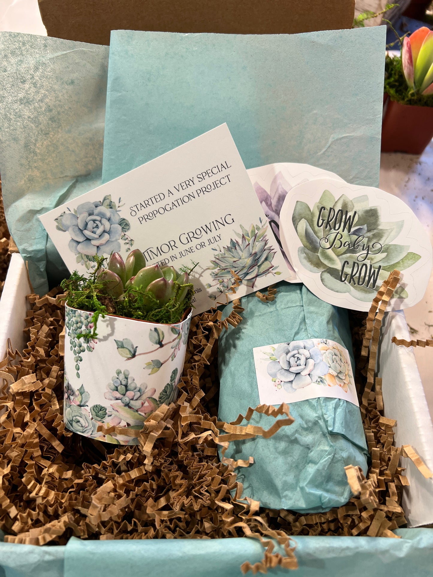 Succulent Gift Package, Virtual Party Favor Box
