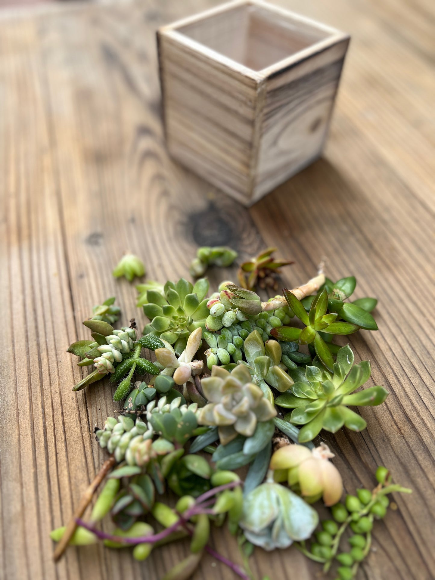 Kit Petite Box Succulent Arrangement for TikTok LIVE Mini Class