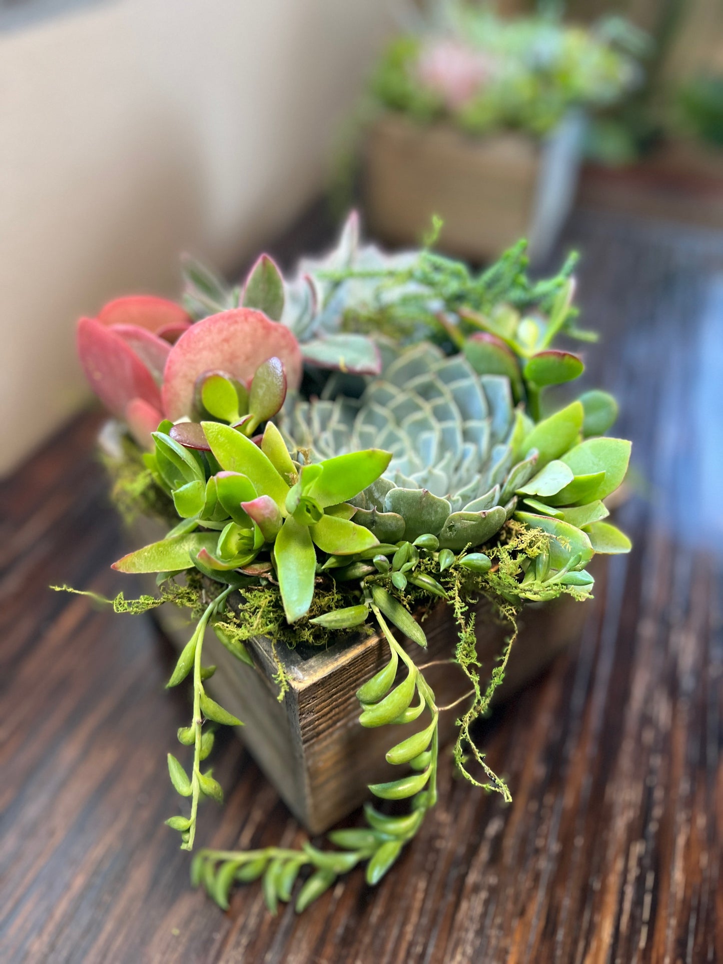 Mini Succulent Garden with Flag Tag, Live Succulents for Any Occasion