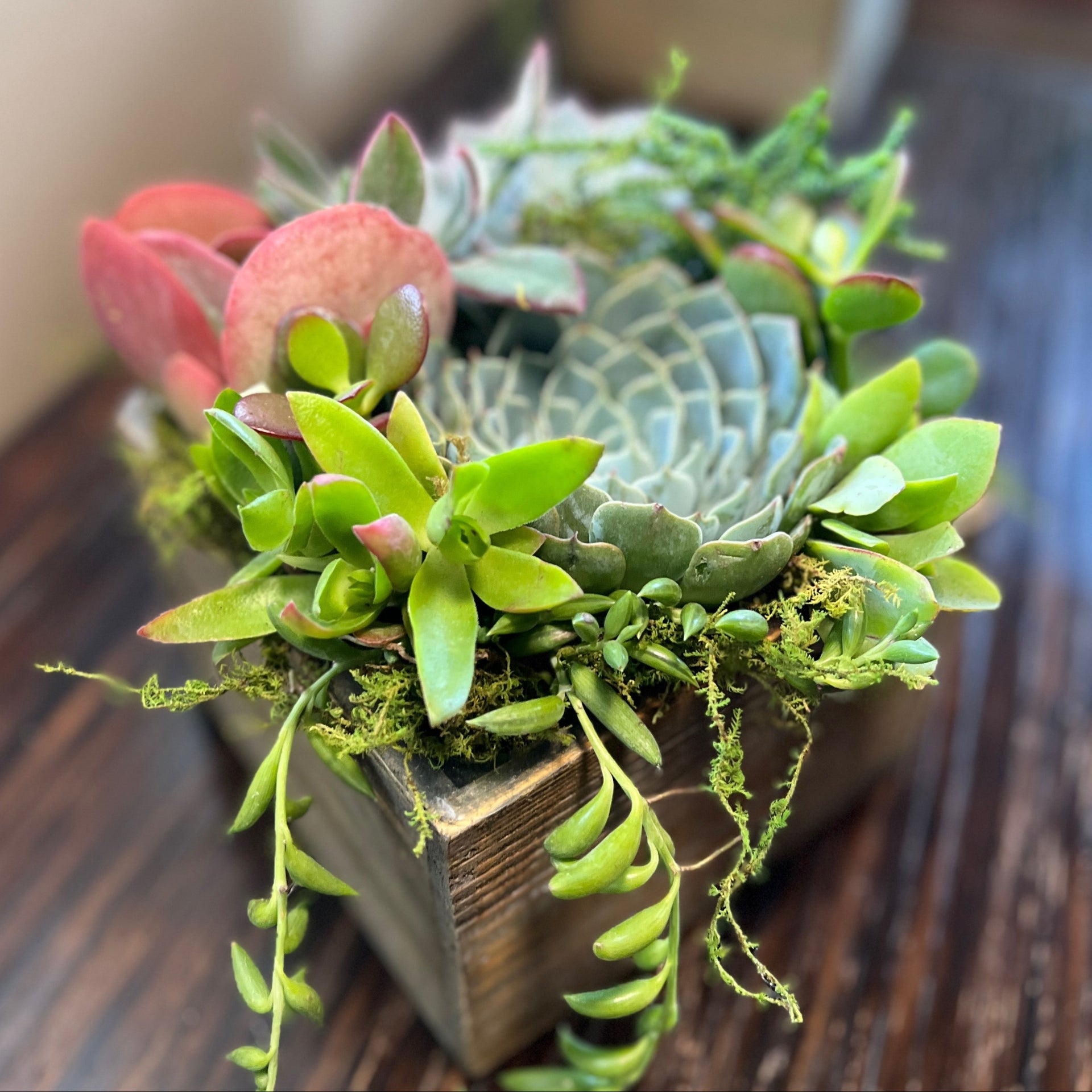 Small Succulent Garden Box with Custom Tag, 5 inch wood box [S2] –  Succulents & Plant Gifts by Sorella Minchella