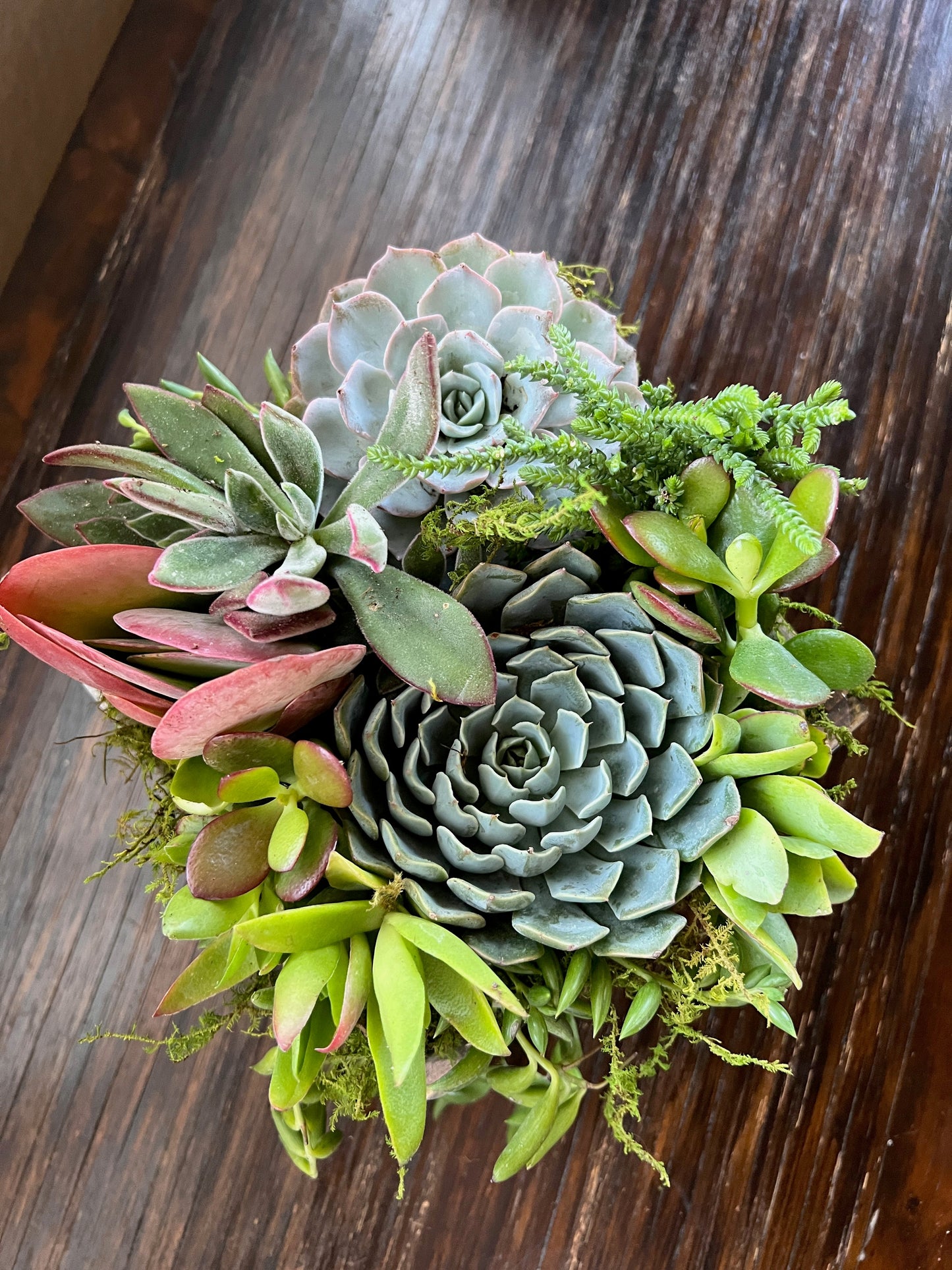 Mini Succulent Garden with Flag Tag, Live Succulents for Any Occasion