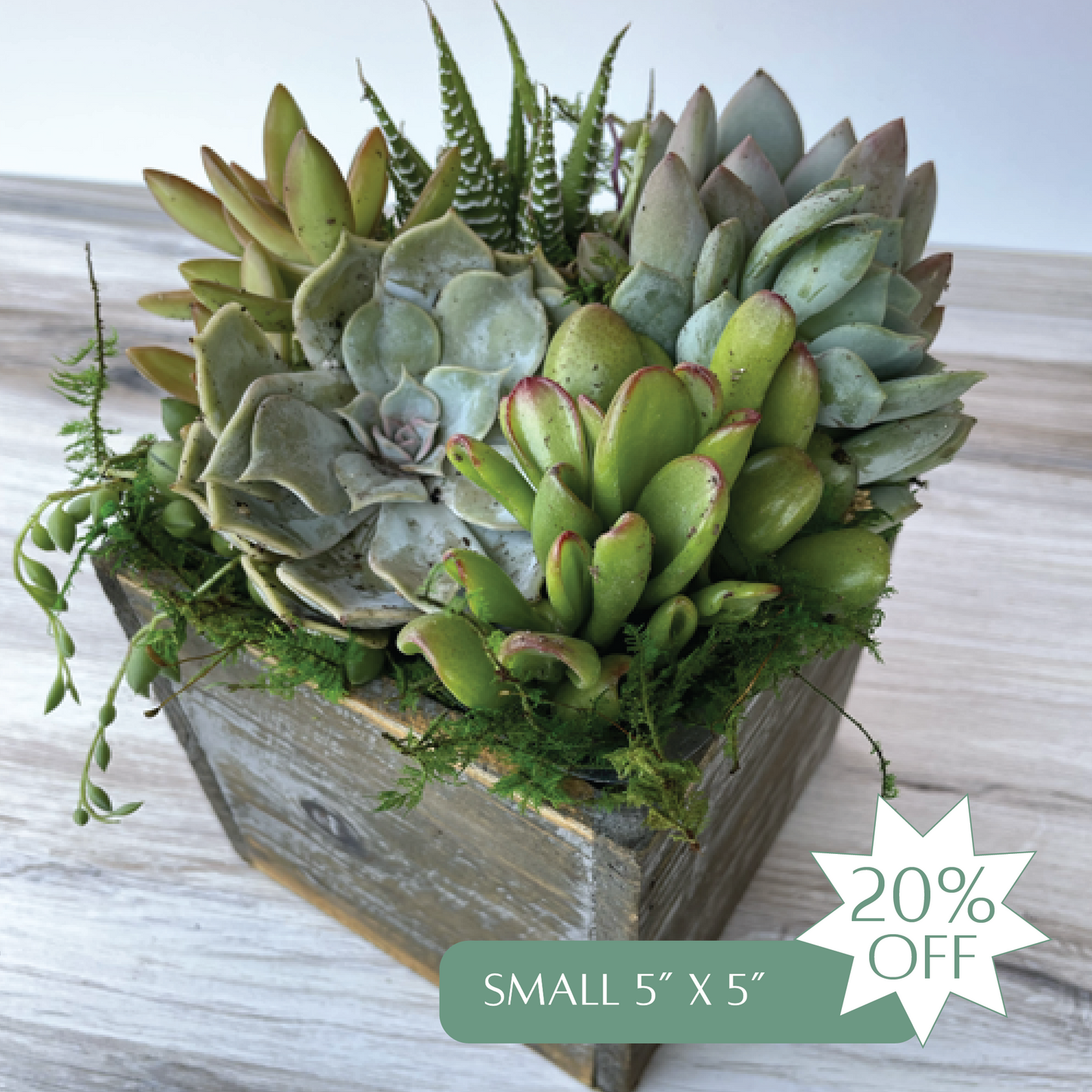Succulent Arrangement Gift Card | Up to 50% Off Holiday Pre-Order Gifts
