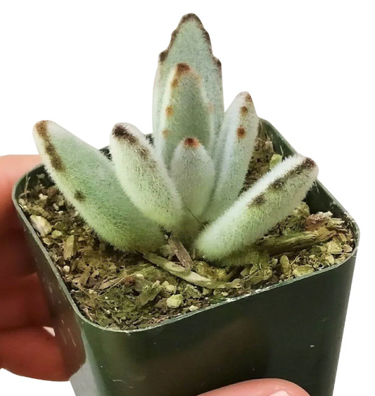 2 inch Cute Succulent Plant with Funny Pun Tag