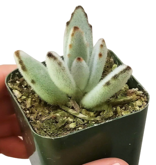 Succulent Plant with Funny Pun Tag, 2 inch Succulent