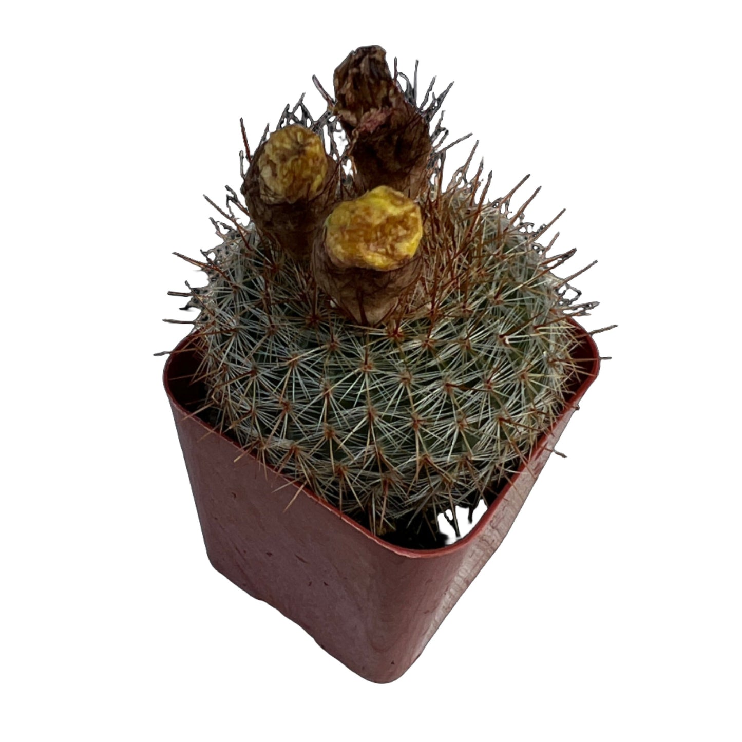 Succulent or Cactus, Individual plants, 2 inch size [M2]