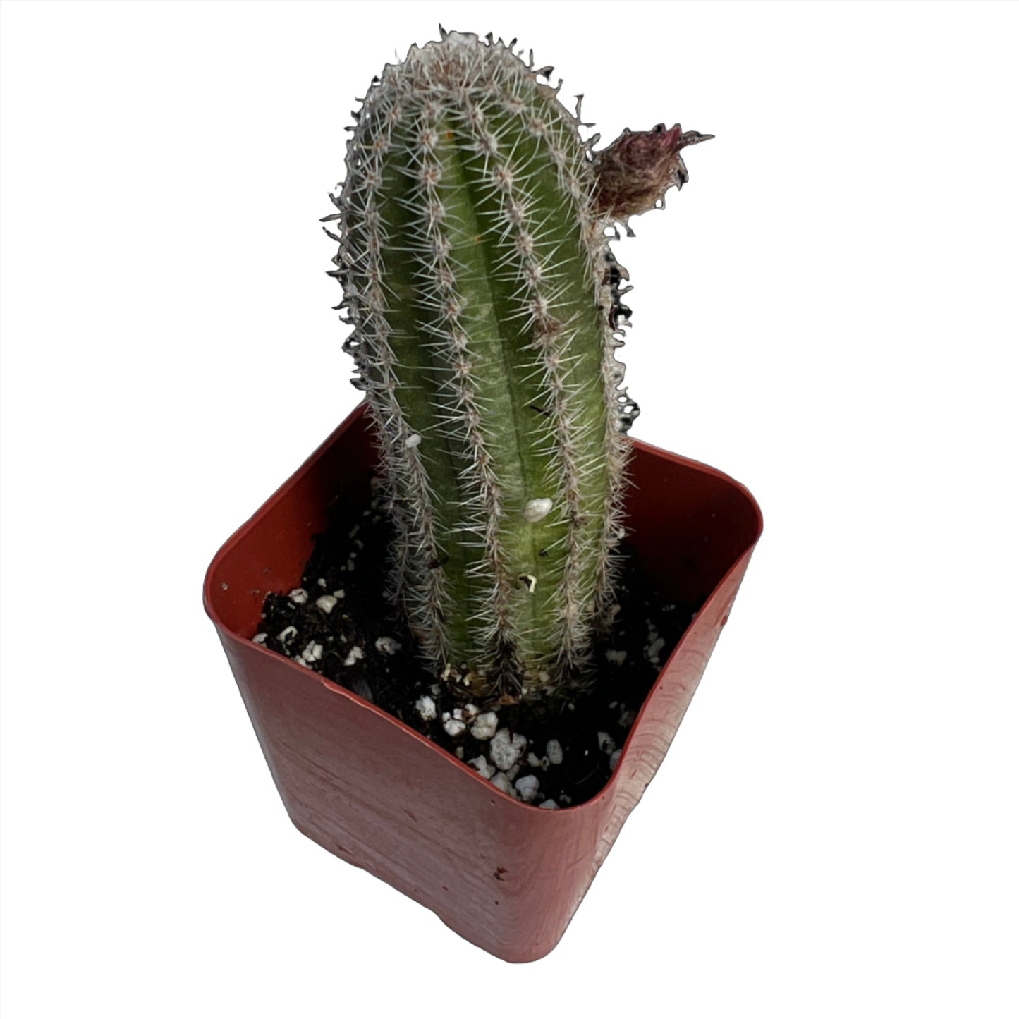 Succulent or Cactus, Individual plants, 2 inch size [M2]