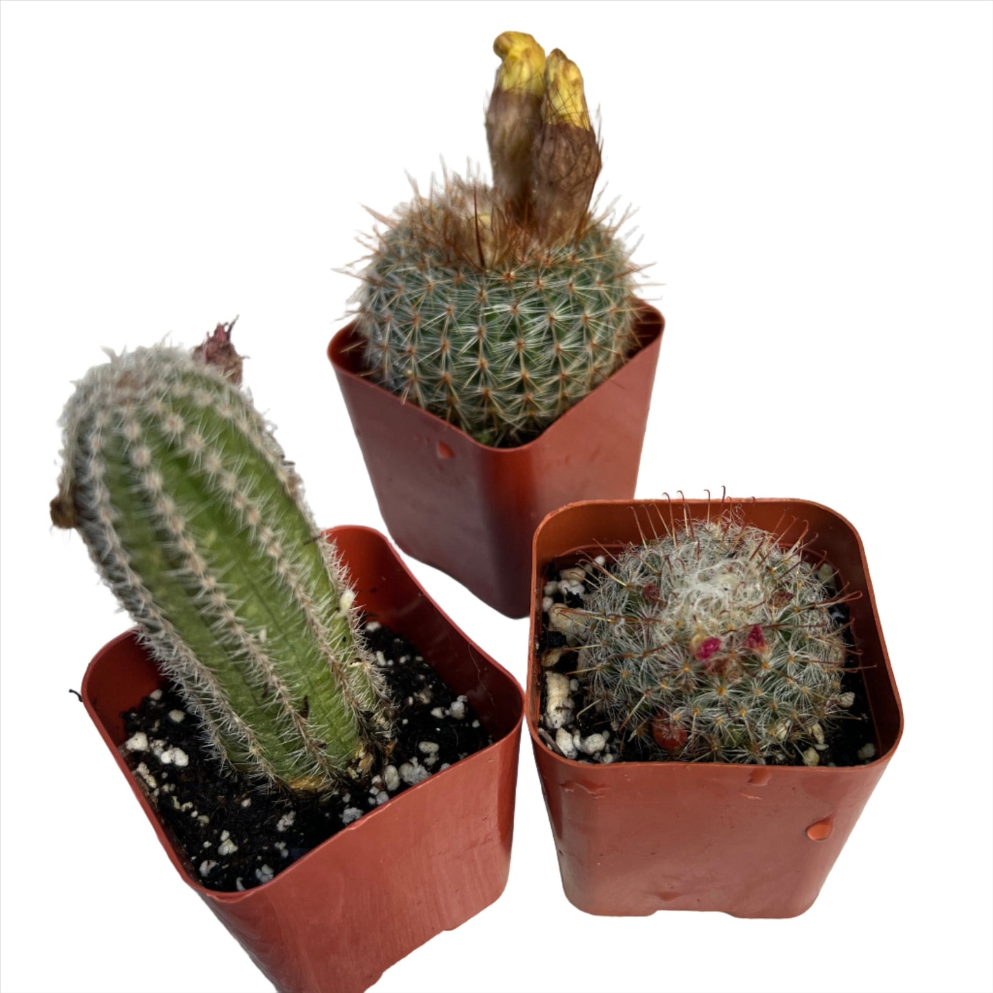 Succulent or Cactus, Individual plants, 2 inch size [M2]