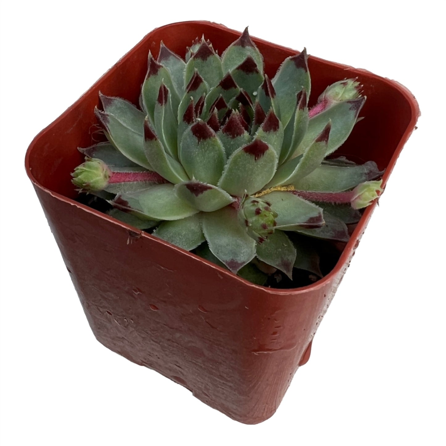Succulent or Cactus, Individual plants, 2 inch size [M2]