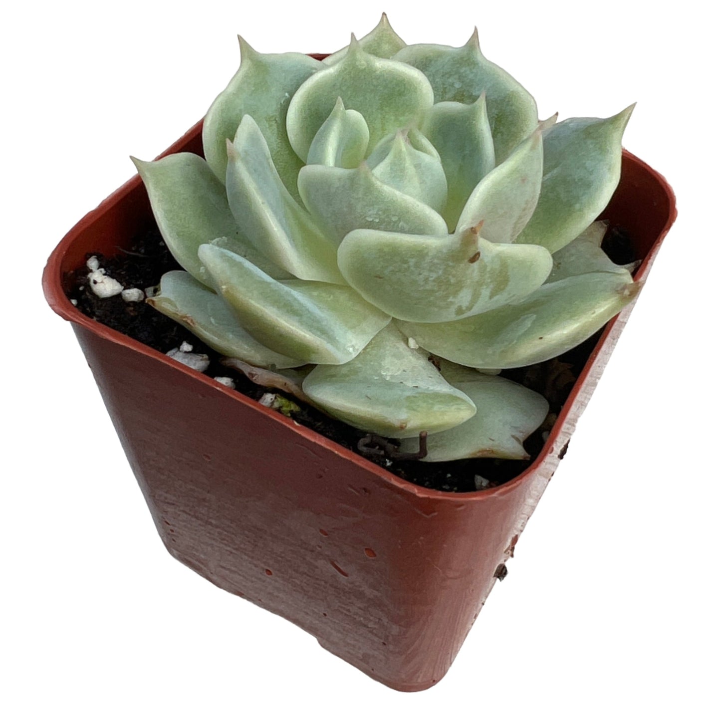 Succulent or Cactus, Individual plants, 2 inch size [M2]
