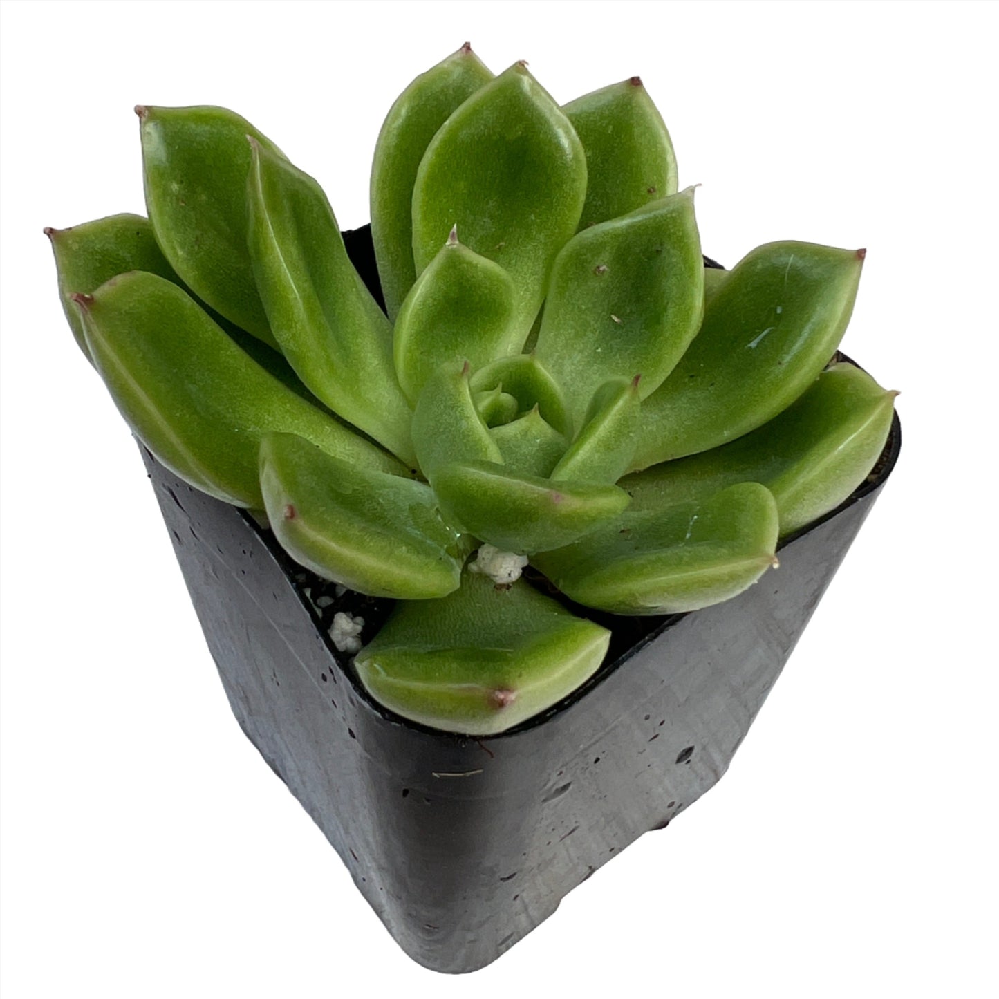 Succulent or Cactus, Individual plants, 2 inch size [M2]