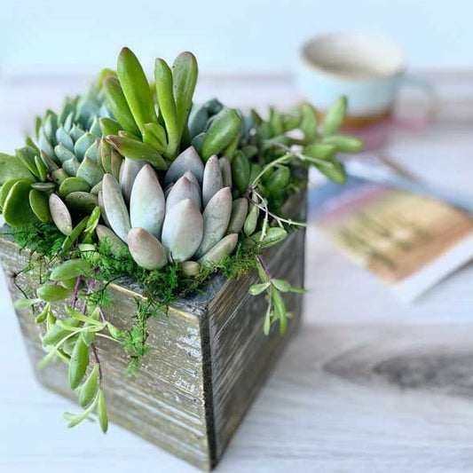 Petite Succulent Box Gift Arrangement with Funny Pun Tag [M2]