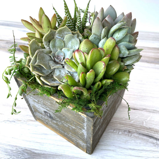 Petite Succulent Box Gift Arrangement with Funny Pun Tag [M2]